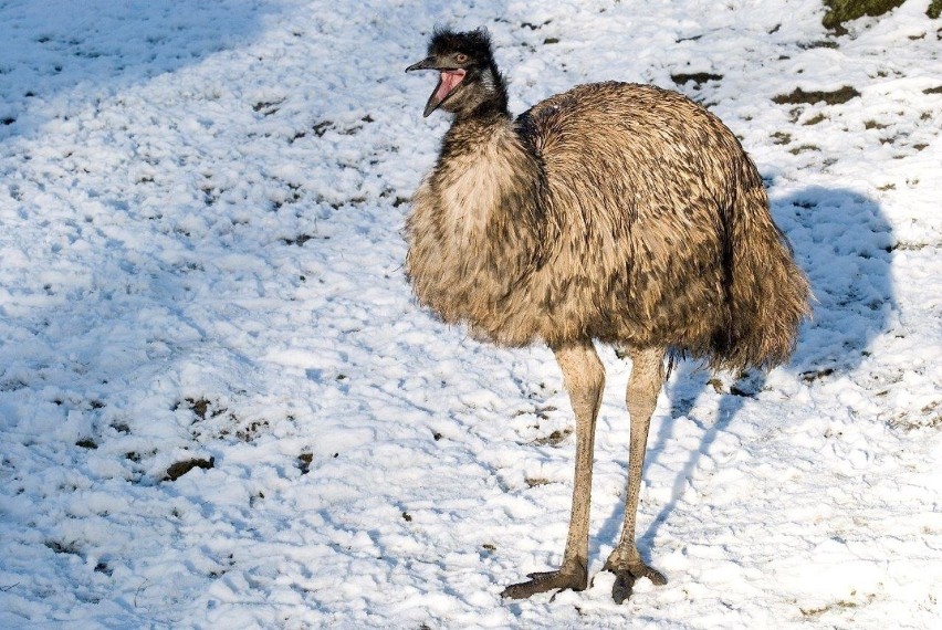 Emu