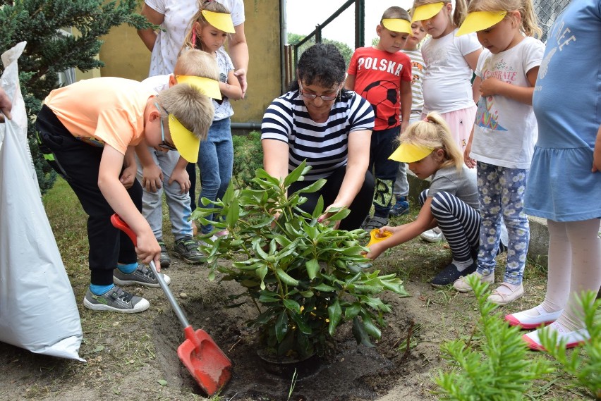 Dzieci z Przedszkola nr 1 w Miastku posadziły ozdobne krzewy
