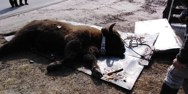 W lutym na terenie gminy Skoki pojawił się żubr Kopytko. Jak się jednak okazuje, nie ma go już na terenie naszego powiatu. Zwierzę zostało odłowione i wywiezione.