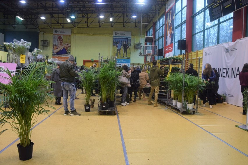 Festiwal Roślin w Częstochowie przyciągnął tłumy