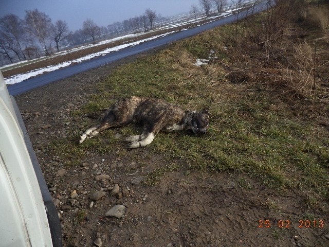 Zdjęcia wykonane przez wolontariuszy OTOZ Animals Oświęcim na miejscu znalezienia zwłok psa