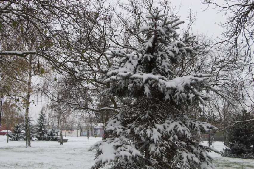 Pierwszy śnieg w Radziejowie. Zobacz zdjęcia [3 grudnia 2022]