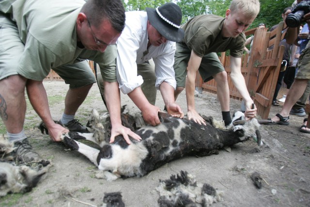 Strzyżenie barana w chorzowskim zoo