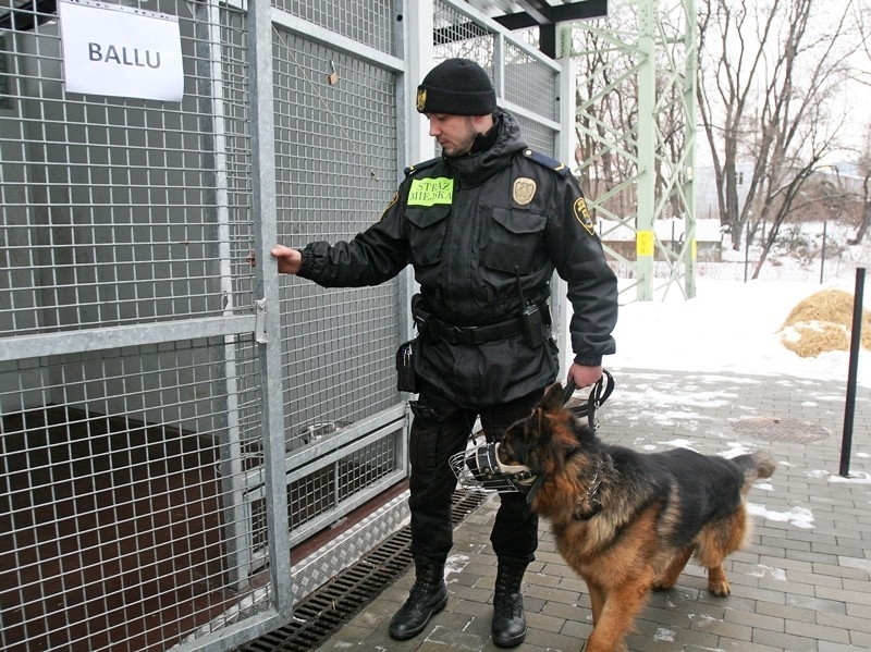 Owczarki niemieckie Straży Miejskiej w Katowicach