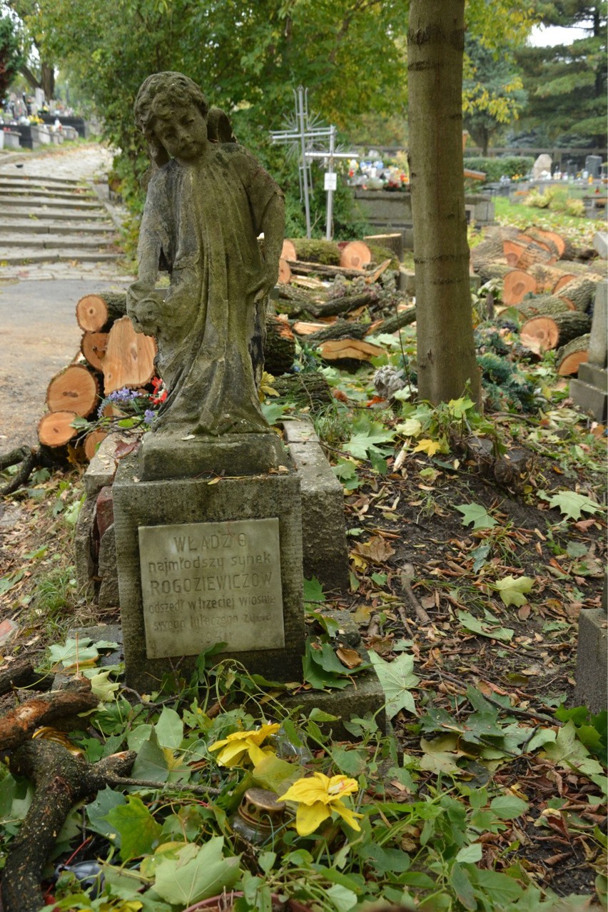 Kraków. Na cmentarzu Podgórskim cięto drzewa wprost na mogiłach [ZDJĘCIA]