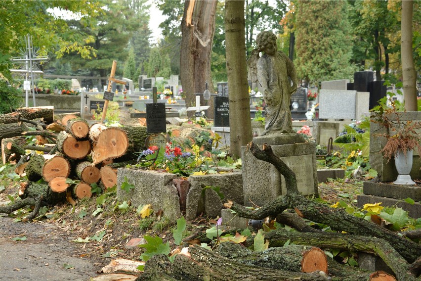 Kraków. Na cmentarzu Podgórskim cięto drzewa wprost na mogiłach [ZDJĘCIA]