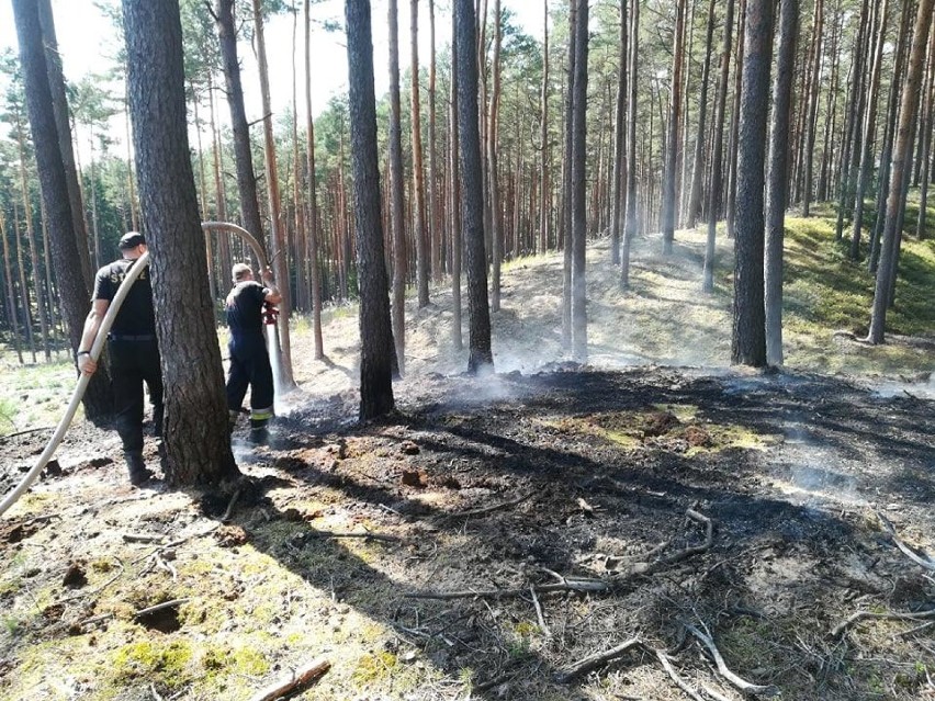 Pożar lasu w Nadleśnictwie Sieraków
