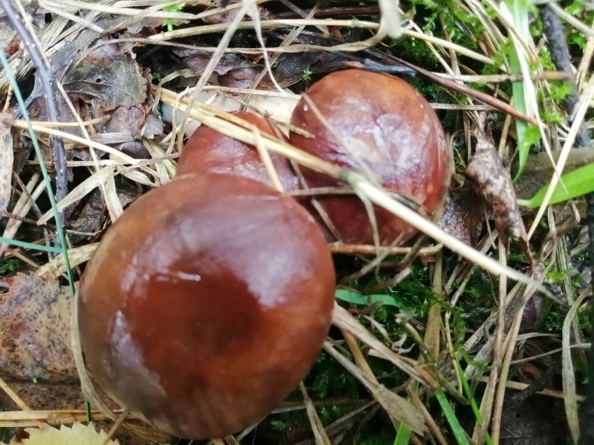Trwa wysyp grzybów w lasach województwa łódzkiego