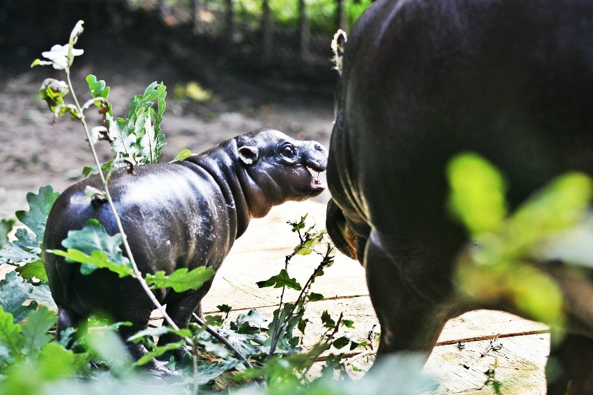 Młody hipopotam we Wrocławskim ZOO (ZDJĘCIA i FILM)