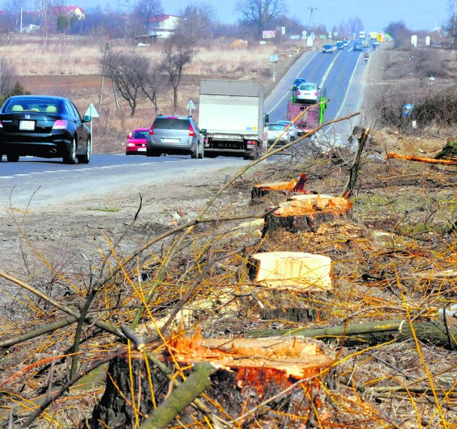 Wykarczowane drzewa już wkrótce zostaną usunięte