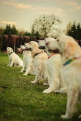 22 finał WOŚP w Poznaniu: Golden retrievery w tym roku też będą kwestować [ZDJĘCIA]