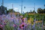 Niemal 400 tys. nowych kwiatów w Warszawie. Wiosną miasto zamieni się w kolorowy ogród 