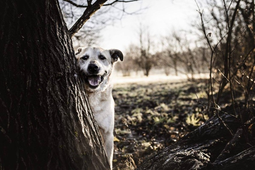 Pieski do adopcji w Krakowie. Uwielbiający pieszczoty i...