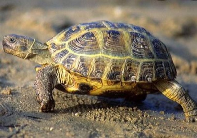 W gminie Osjaków zaginął żółw. Był z właścicielami przez 31 lat