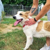 Schronisko dla Bezdomnych Zwierząt w Kaliszu. Na swój dom czeka ponad 100 psów. ZDJĘCIA