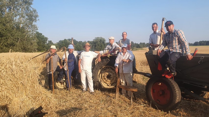 Żniwa jak za dawnych czasów! W Jedlcu kosy poszły w ruch....