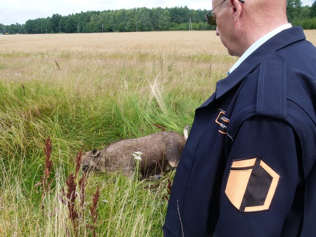 Łoś wbiegł wprost pod koła nadjeżdżającego auta. Zginął na ósemce pod Piotrkowem Trybunalskim.