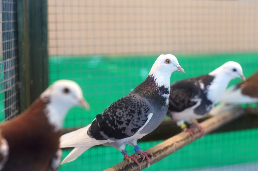 Wystawa gołębi rasowych i drobiu ozdobnego w Drzonkowie (zdjęcia)