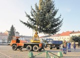 Świąteczne choinki już są na Rynku