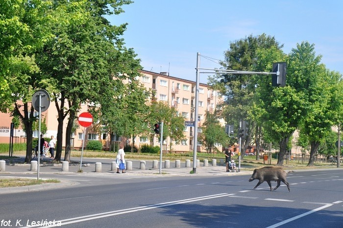 Poznań: Dziki pojawiły się na Grunwaldzie [ZDJĘCIA]
