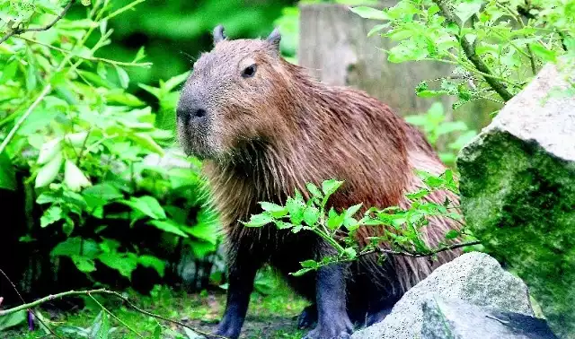 Kapibary wyglądają jak olbrzymie świnki morskie
