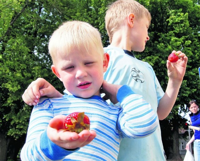 Pomorzanie znają smak kaszubskiej truskawki. Teraz czas na europejskich urzędników