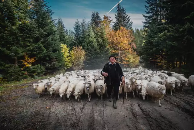 Baca z Nowego Targu, Józef Klimowski, poprowadził swoje stado owiec w kierunku domu