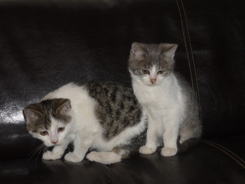 Z maila wzięte: Kto przygarnie dwa małe koty?