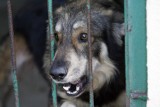 Wrocław: Za znęcanie się nad psem ma zapłacić 2160 zł