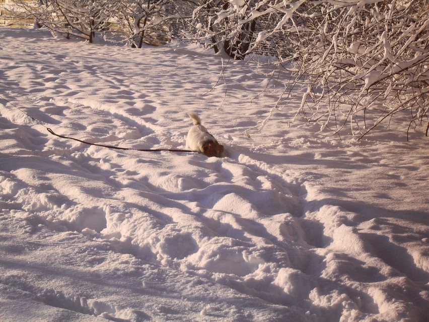 "Ale frajda... buszuję w śniegu". Fot. Ewa Krzysiak
