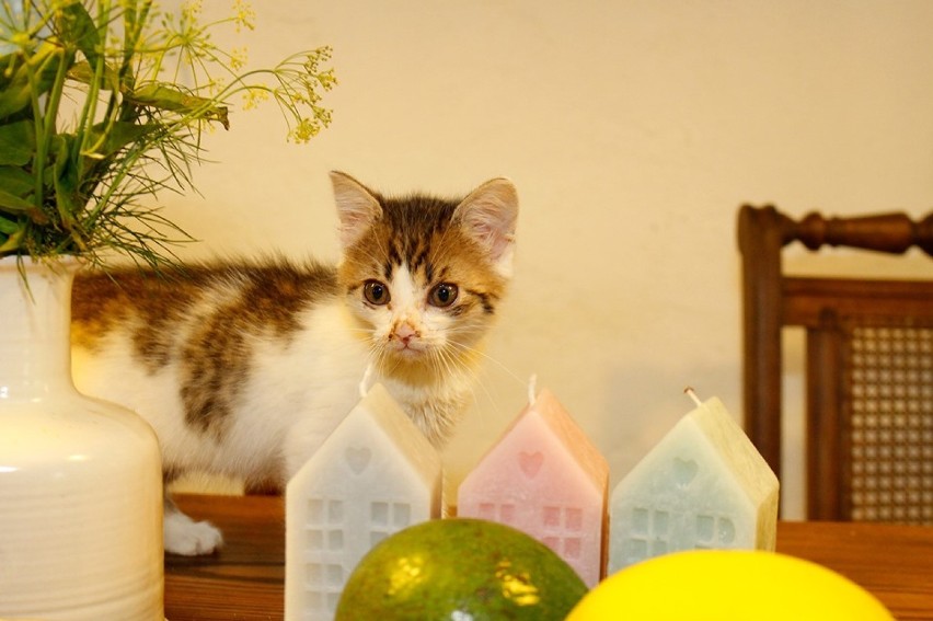 Te słodkie kociaki spod Legnicy szukają kochającego domu [ZDJĘCIA]