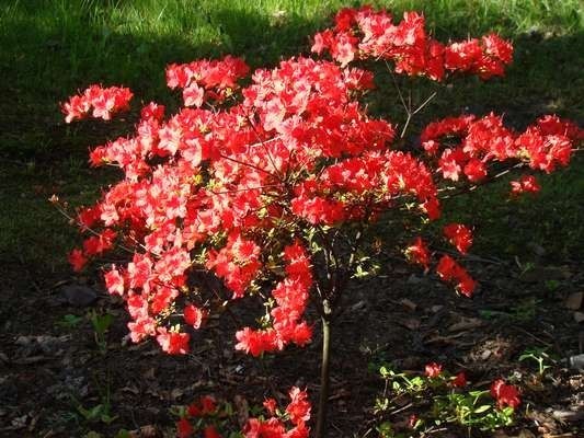 Ogród Botaniczny w Zabrzu. Godziny otwarcia, cennik [ZDJĘCIA]