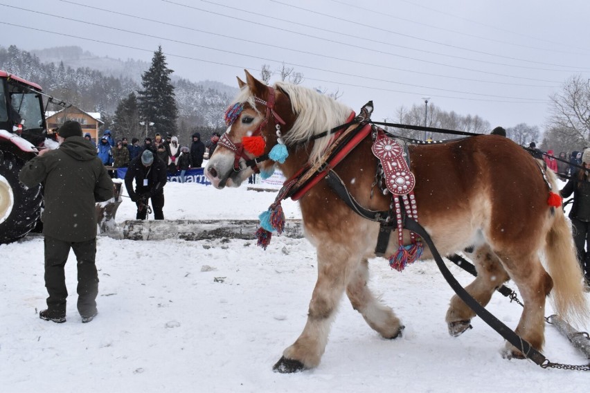 Tradycyjne zimowe widowisko przyciągnęło do Węgierskiej Górki tłumy turystów.Uczestnicy imprezy podziwiali siłę i sprawność koni pociągowych