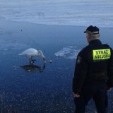 Częstochowa: Straż Miejska pomogła uratować łabędzia, który przymarzł do tafli lodu na zbiorniku przy ulicy Zaciszańskie