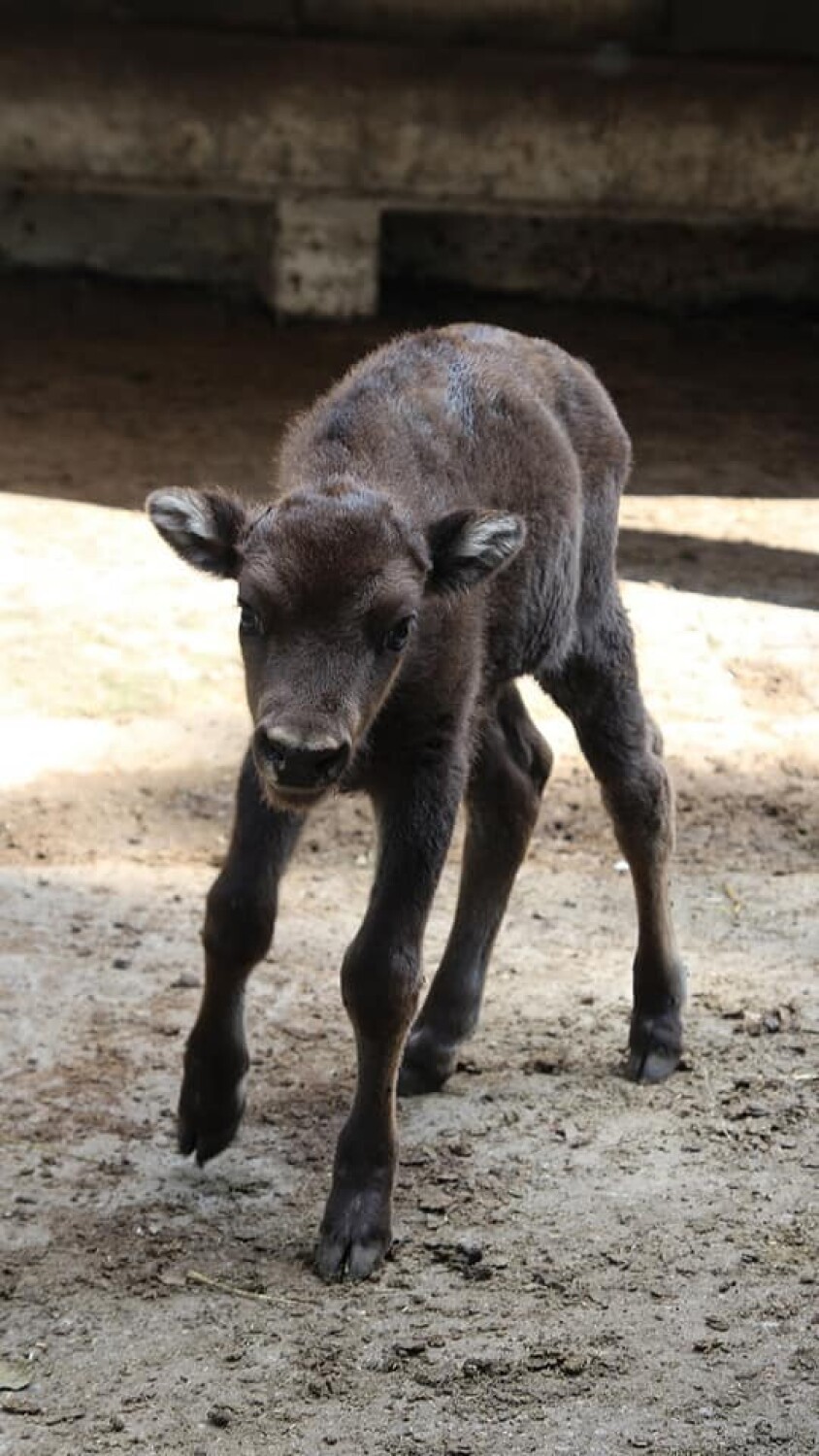 Warszawskie zoo zdradza imię nowego podopiecznego