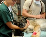 Uwaga. Psy i koty zarażają się koronawirusem od ludzi! Przeczytaj szczegóły