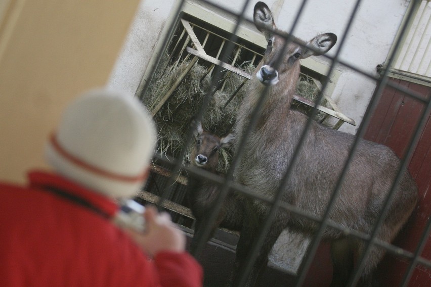 Śląski Ogród Zoologiczny otwarty dla zakochanych....