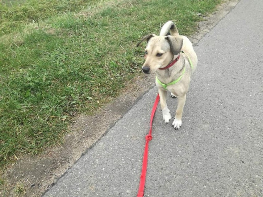 Psia kruszynka czeka na nowy dom w pleszewskim azylu