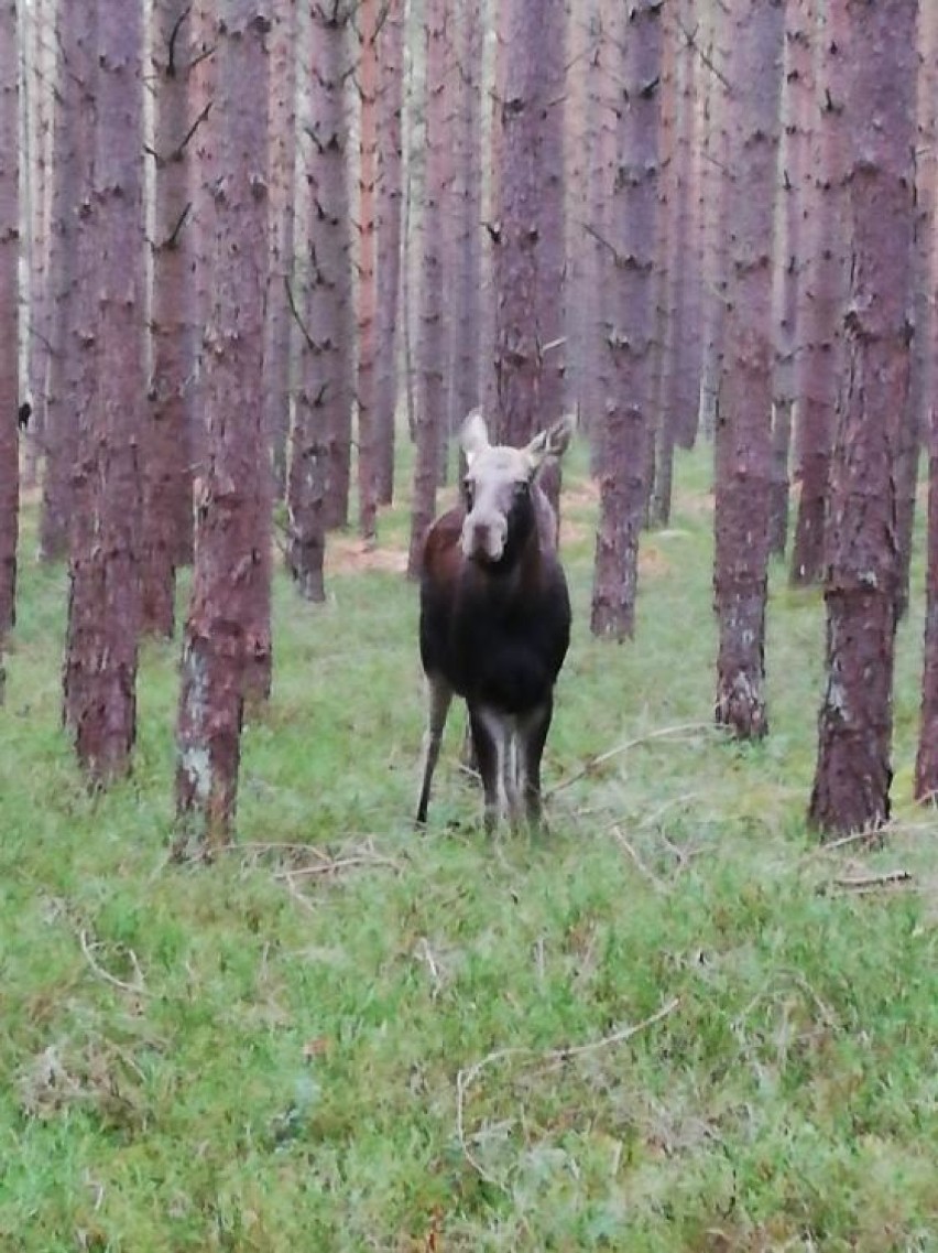 Łosie ponownie zawitały na tereny Nadleśnictwa Choczewo [ZDJĘCIA, WIDEO]