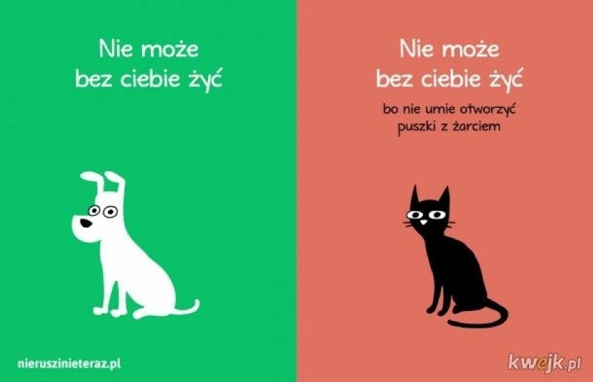 Memy o psach i kotach, czyli śmieszne zwierzaki! Żyć jak pies z kotem, każdy to zna! MEMY 07.05.2024