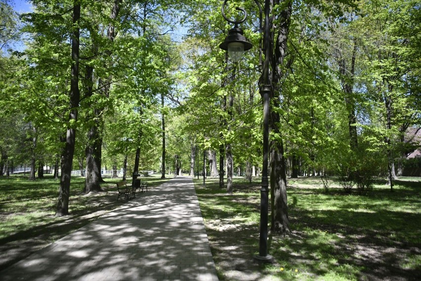 Drzewa i krzewy w radomskiej Leśniczówce wyglądają niezwykle...