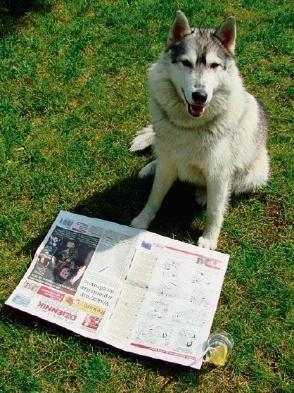 17. Domina, 2-letni husky, jako stały czytelnik Polski...