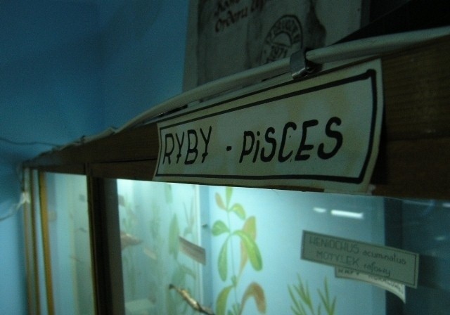 Żółw morski i rekin w Muzeum Fauny i Flory w Jaworzu [ZDJĘCIA]