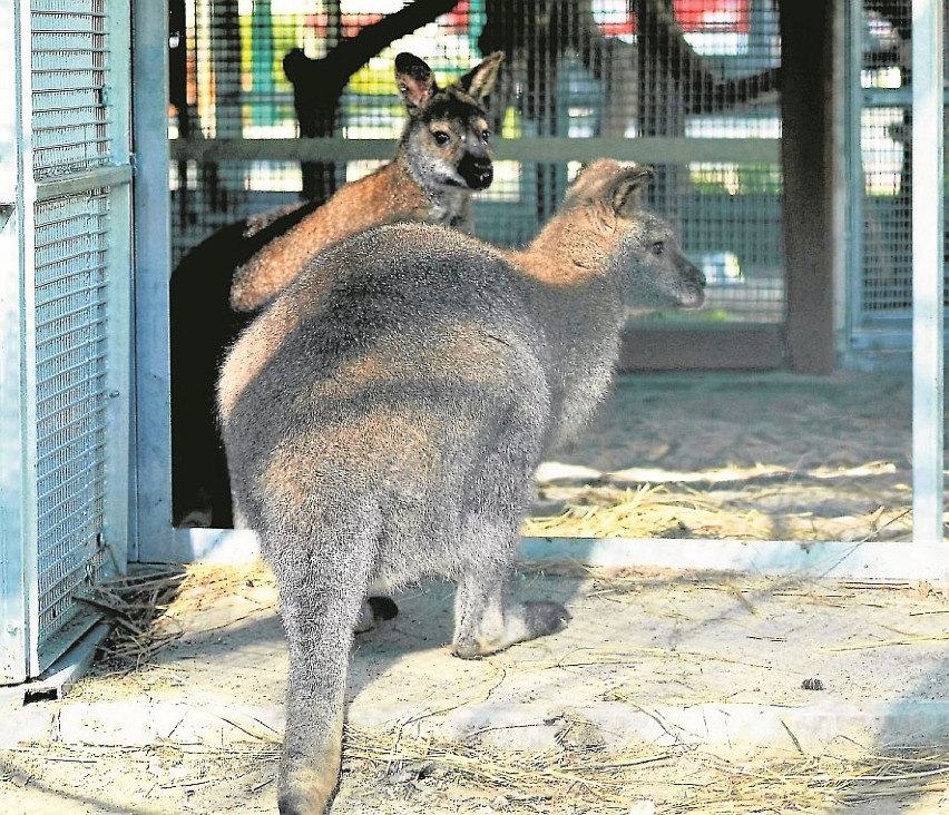 Posiadanie kangurów nie wymaga żadnych zezwoleń.
