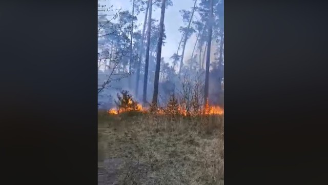 Pożar lasu został nagrany przez jednego z mieszkańców, który zawiadomił straż pożarną