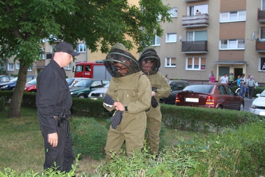 Gniazdo pszczół postawiło na nogi mieszkańców ulicy Słowackiego w Wolsztynie