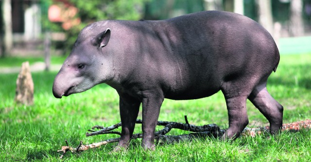 Najmłodsza samica tapira z łódzkiego zoo skończyła właśnie roczek