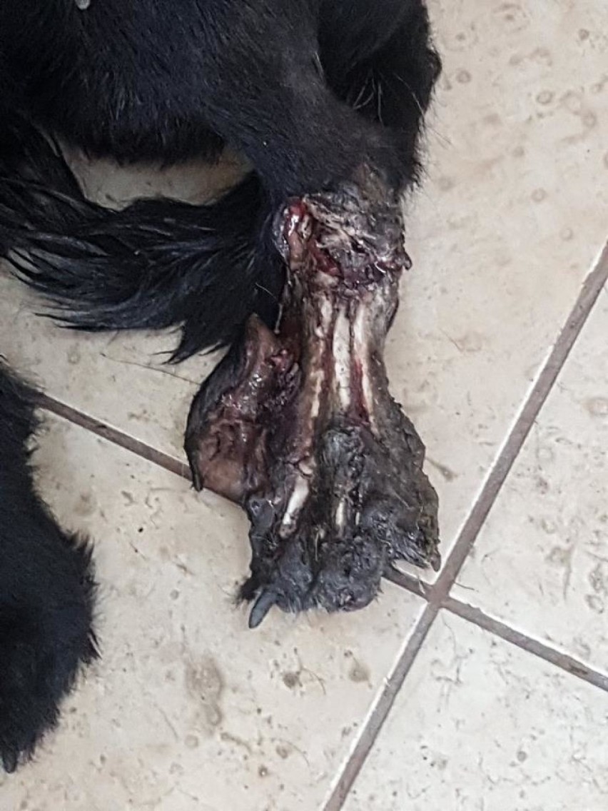 Tristan – pies ze zmiażdżoną łapką, dziś przejdzie operację. Znaleziono go w środę w Koźlinach. Rozpoznajesz? [ZDJĘCIA]
