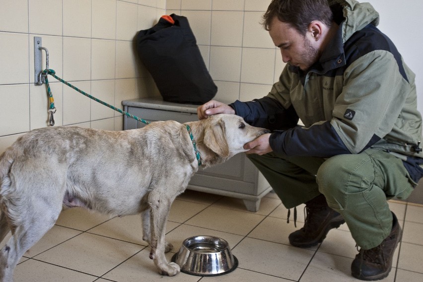 Wrocław: Uratowali suczkę porzuconą w szczerym polu (ZDJĘCIA)