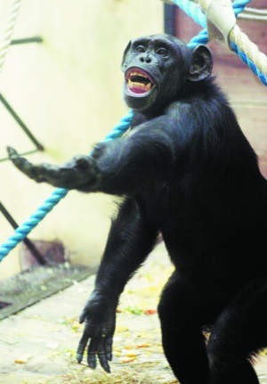 Sensacja u szympansów w oliwskim zoo